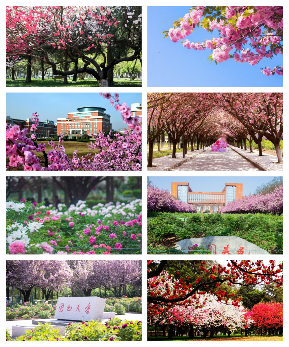 花.jpg