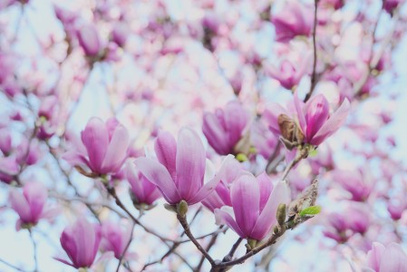 锦绣花色