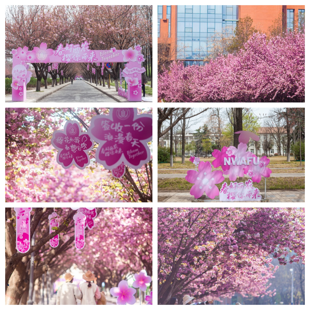 樱花2.jpg