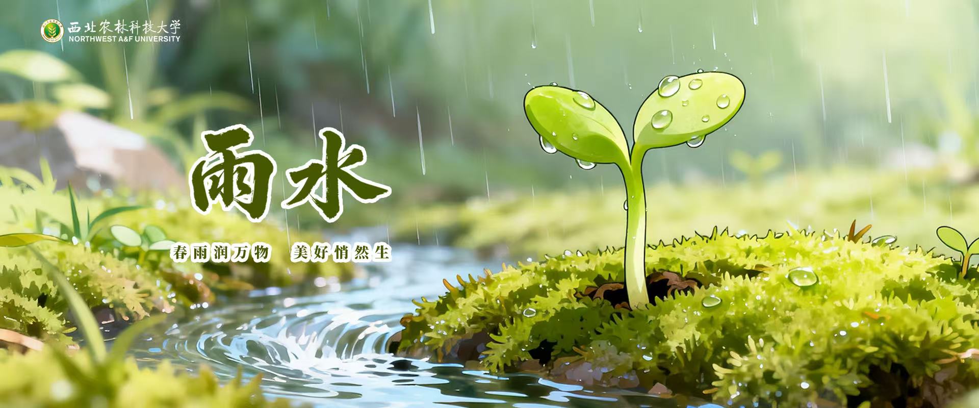 雨水