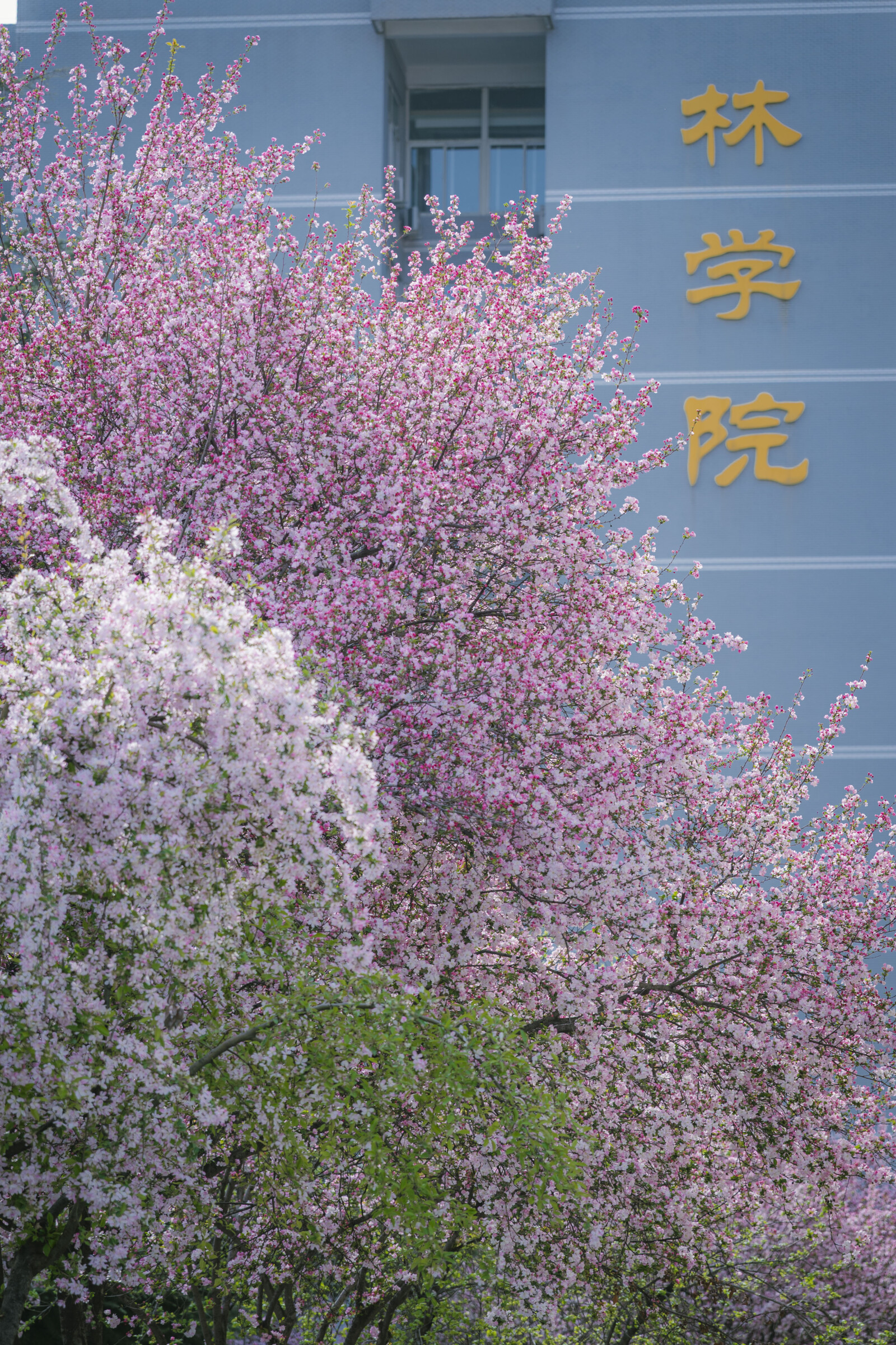 春光花色
