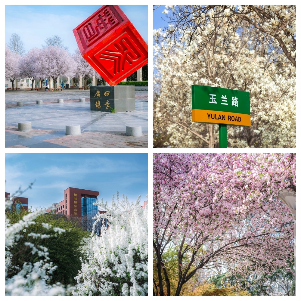 花3(1).jpg